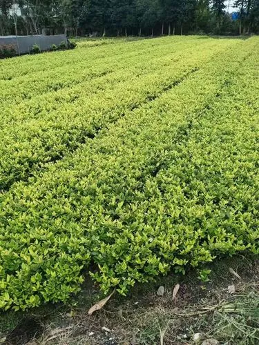 适合女士的网球拍威尔逊